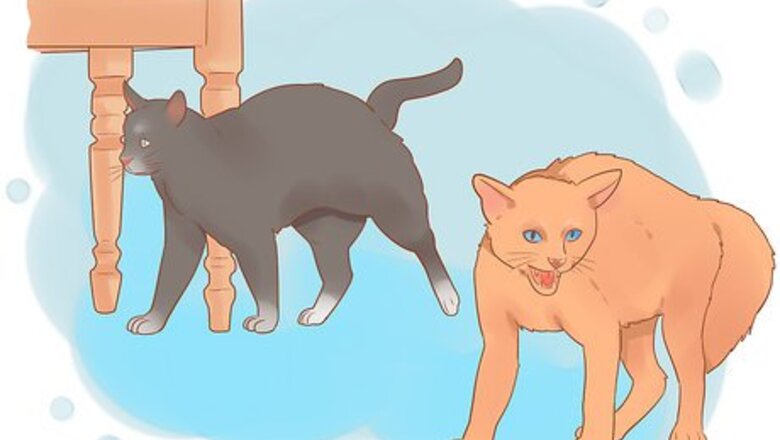 How to Keep a Pet When You Have Cats