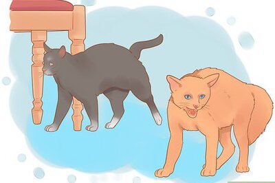 How to Keep a Pet When You Have Cats