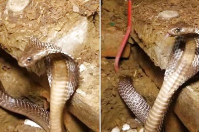 Watch: Cobra Mother Fiercely Guards Her Nest Of Eggs, Demonstrates Protective Instincts