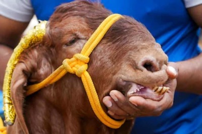 Pakistan Trader Selling Sacrificial Goats With Artificial Teeth Arrested