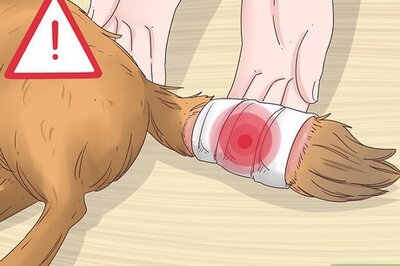 How to Take Care of a Docked Tail