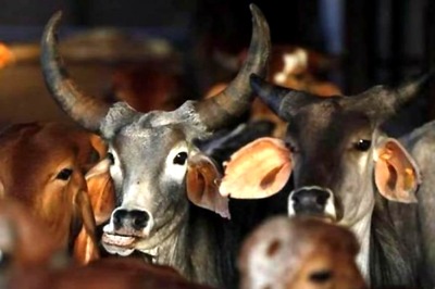BJP Govt in Karnataka to Bring Back Anti-cow Slaughter Law: Minister Prabhu Chavan