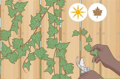 How to Propagate Ivy from Clippings