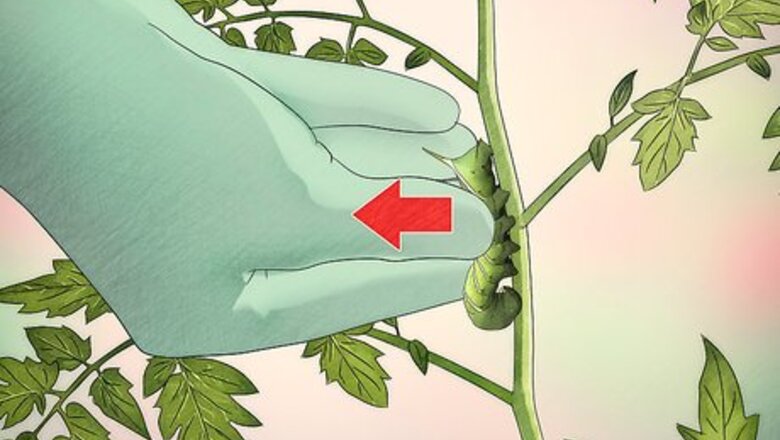 How to Kill Tomato Worms