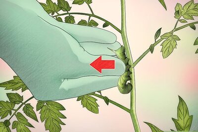 How to Kill Tomato Worms