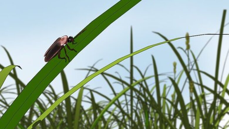 How to Attract Fireflies