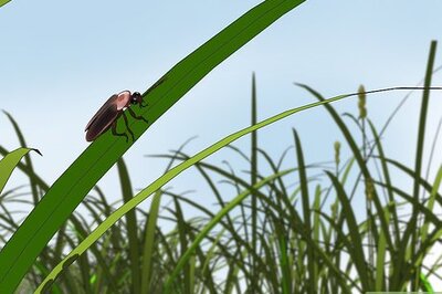 How to Attract Fireflies