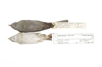 Dirty Old Birds Shed Light on Key Global Warming Particle