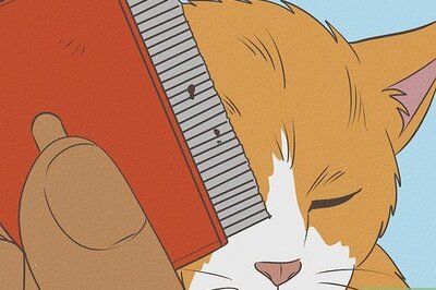 How to Deal with Fleas and Ticks with Newborn Kittens