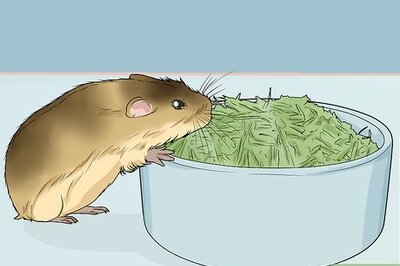 How to Care for Pet Lemmings