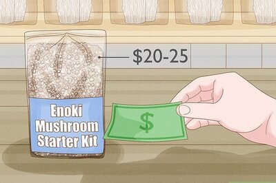 How to Grow Enoki Mushrooms with a Grow Kit or from Spawn