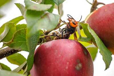 Washington State Discovers First 'Murder Hornet' Nest In US