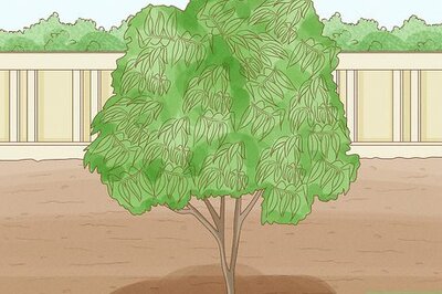 How to Harvest Cinnamon