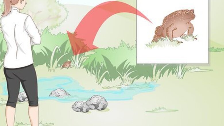How to Catch a Toad