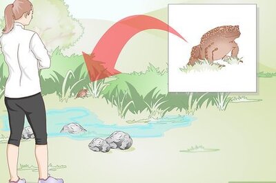How to Catch a Toad