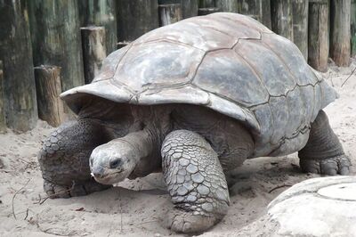 Surprisingly Fleet-footed Giant Tortoise Escapes Japan Zoo, Again