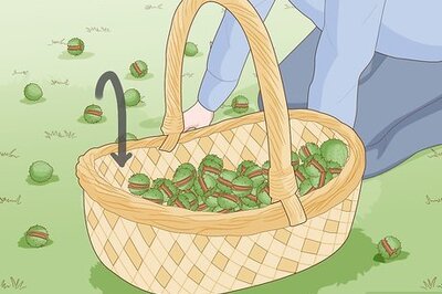 How to Grow Conkers