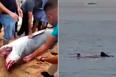 'It's Eating His Remains Now': Video Shows Tiger Shark Killing Russian Man in Egypt | On Cam