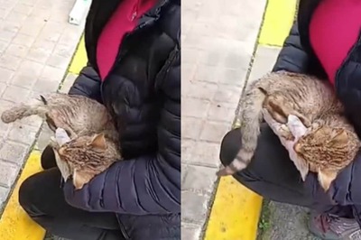 'Stop This Now': Spain Police Probe Suspected Poisoning of Nearly 50 Cats