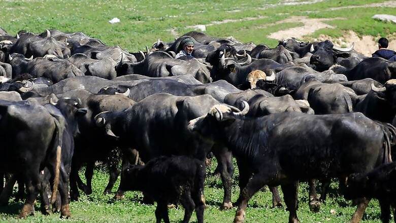 Four Held For Transporting Buffalo For Slaughter