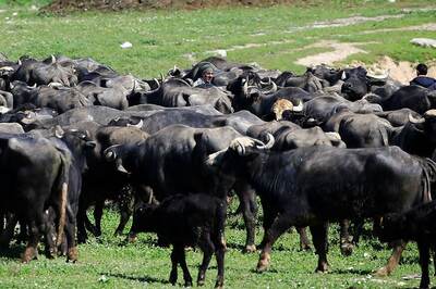Four Held For Transporting Buffalo For Slaughter