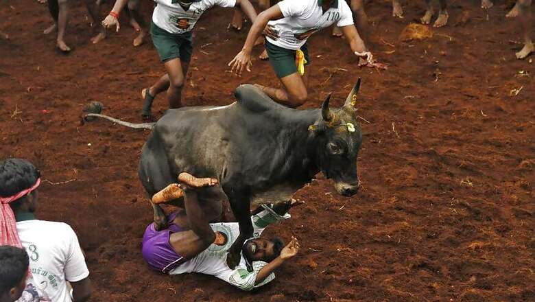 Six Seriously Injured in Jallikattu Event