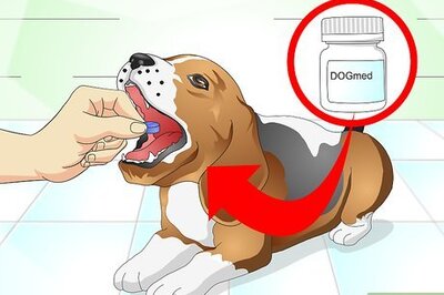 How to Nurse a Dog when It's Sick