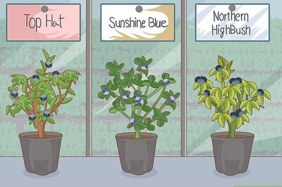 How to Grow Blueberries in a Pot