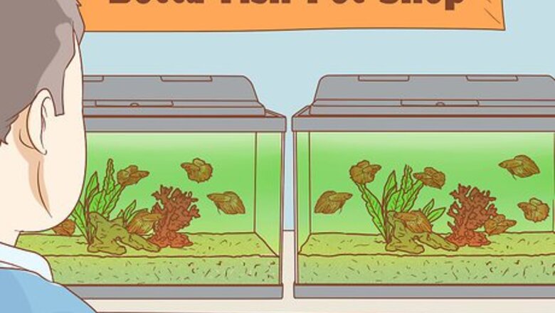 How to Help Pet Shop Bettas