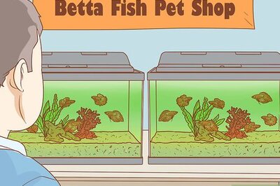 How to Help Pet Shop Bettas