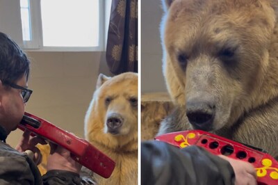 Video Of Bear Playing Harmonica Is 10/10 And We Bet You Will Agree