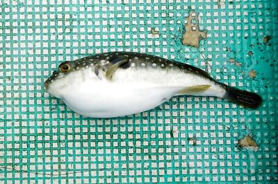 Japan Issues Warning After Deadly Fugu Fish Mix-Up