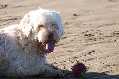 US University Hires Dog as Professor to Tackle Stress