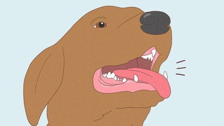 How to Make a Dog Laugh