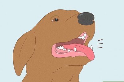 How to Make a Dog Laugh