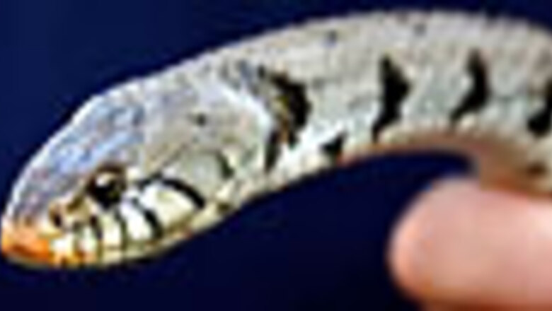 Norwegian man tapes 24 reptiles to body, held