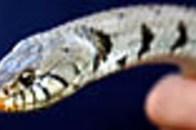 Norwegian man tapes 24 reptiles to body, held