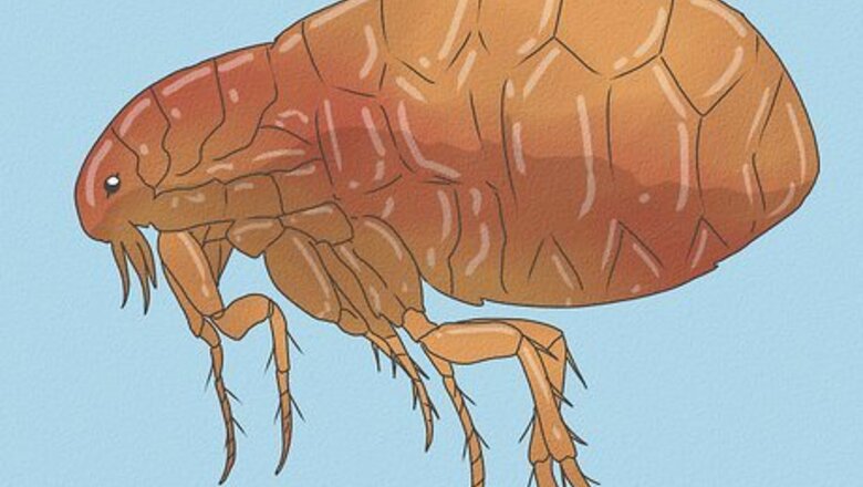 How to Kill Fleas and Ticks on Cats