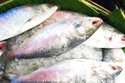 Love Eating Hilsa Fish? Know The Advantages And Health Risks