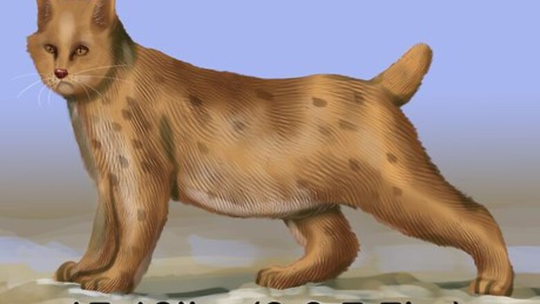 How to Identify a Pixiebob Cat