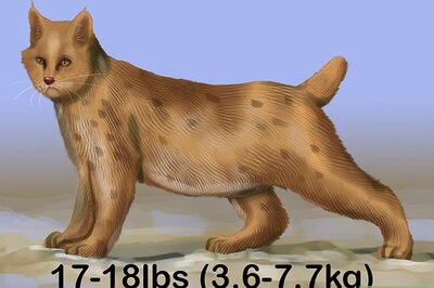 How to Identify a Pixiebob Cat