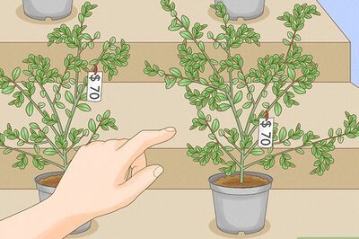 How to Plant & Take Care of Finger Lime Trees