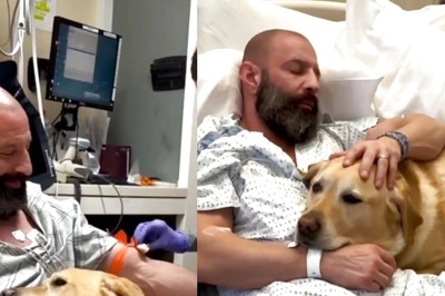 Watch: Service Dog Goes Above And Beyond To Comfort His Human In Hospital