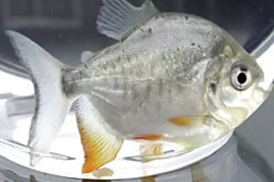 Fish oil can keep heart diseases at bay