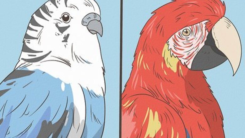 How to Choose a Parrot