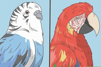 How to Choose a Parrot
