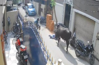 WATCH | Cow Mauls 9-year-old Girl in Chennai, Mother Screams for Help; Cattle Owner Arrested