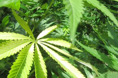 Bombay HC Grants Bail to Priest Booked for Possessing And Cultivating Cannabis in Hanuman Temple