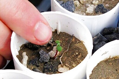 US Fights New Deadline For Rare Plant Protections In Nevada