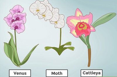 How to Plant Orchids in a Pot